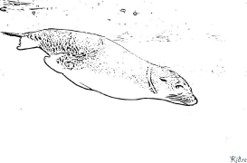 sea Lion Coloring Pages To Print